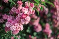 Beautiful pink roses in a garden in a sunlight . Dark green background