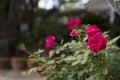 Beautiful pink roses in garden. Royalty Free Stock Photo