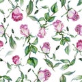 Beautiful pink roses and green leaves on white background. Seamless floral pattern. Watercolor painting. Royalty Free Stock Photo