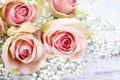 Beautiful pink roses and Gypsophila (Baby's-breath flowers) Royalty Free Stock Photo