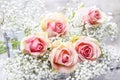 Beautiful pink roses and Gypsophila (Baby's-breath flowers) Royalty Free Stock Photo