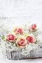 Beautiful pink roses and Gypsophila (Baby's-breath flowers) Royalty Free Stock Photo