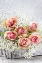 Beautiful pink roses and Gypsophila (Baby's-breath flowers) Royalty Free Stock Photo