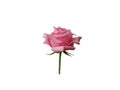 Beautiful pink roses isolated on white background. Rose is a symbol of love for Valentine`s Day Royalty Free Stock Photo