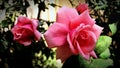 Beautiful pink roses with leaves as background