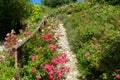 Beautiful pink roses next to a natur path a way in garden Royalty Free Stock Photo