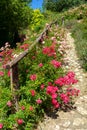 Beautiful pink roses next to a natur path a way in garden Royalty Free Stock Photo