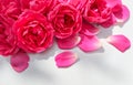 Beautiful pink roses and petals on white background. Ideal for greeting cards for wedding, birthday, Valentine`s Day, Mother`s Day Royalty Free Stock Photo