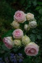 Beautiful pink roses Pierre de Ronsard Royalty Free Stock Photo