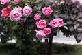 Beautiful Pink Roses Plant on Green Leaves in a Garden. Roses Pergola. Nature Pattern