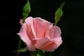 Beautiful pink roses Queen Elizabeth with two buds in natural sunlight on dark green background Royalty Free Stock Photo