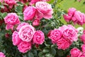 Beautiful pink roses from Rosary in Volksgarten park in Vienna, Austria