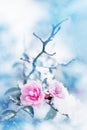 Beautiful pink roses in snow on a blue background. Snowing. Artistic winter image