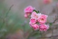 Beautiful pink roses in the snow and frost, macro, selective and soft focus Royalty Free Stock Photo