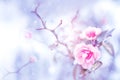 Beautiful pink roses in snow and frost in a winter park. Christmas artistic image. Selective and soft focus. Royalty Free Stock Photo