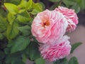 Beautiful pink roses in soft light Royalty Free Stock Photo