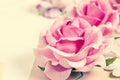 Beautiful pink roses. Royalty Free Stock Photo
