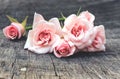 Beautiful pink roses. Royalty Free Stock Photo