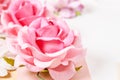 Beautiful pink roses. Royalty Free Stock Photo