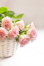 Beautiful, pink roses in a white basket close up Royalty Free Stock Photo