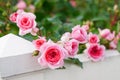 Beautiful pink roses on a white fence Royalty Free Stock Photo