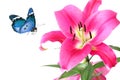 Beautiful pink royal lily and blue butterfly