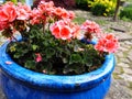 Beautiful pink Royal Pelargonium Geranium flowers