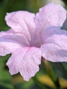 Beautiful Pink Ruellia in the early morning