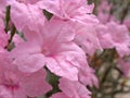 Beautiful pink Ruellia wild petunias flowers in garden with blurred background