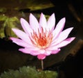 Beautiful Pink Sacred Lotus Flower & x28;water lily& x29; blooming Royalty Free Stock Photo