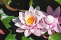 Beautiful pink Sacred Lotus Nelumbo nucifera blossom