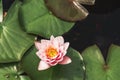 Beautiful pink Sacred Lotus Nelumbo nucifera blossom in a pond Royalty Free Stock Photo