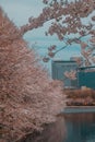 beautiful pink sakura cherry blossom flowers blooming in the garden