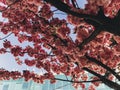 Beautiful pink sakura flowers on branches in blue sky. Cherry tree blossoms on sky in sunny city street. Hello spring. Phone photo Royalty Free Stock Photo