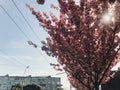 Beautiful pink sakura flowers on branches in blue sky. Cherry tree blossoms on sky in sunny city street. Hello spring. Phone photo Royalty Free Stock Photo