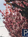 Beautiful pink sakura flowers on branches in blue sky. Cherry tree blossoms on sky in sunny city street. Hello spring. Phone photo Royalty Free Stock Photo