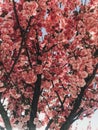 Beautiful pink sakura flowers on branches in blue sky. Cherry tree blossoms on sky in sunny garden. Hello spring. Phone photo Royalty Free Stock Photo