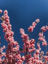 Beautiful pink sakura flowers on branches in blue sky, copy space. Cherry tree blossoms on sky in sunny garden. Hello spring. Royalty Free Stock Photo