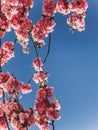 Beautiful pink sakura flowers on branches in blue sky, copy space. Cherry tree blossoms on sky in sunny garden. Hello spring. Royalty Free Stock Photo