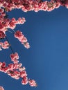 Beautiful pink sakura flowers on branches in blue sky, copy space. Cherry tree blossoms on sky in sunny garden. Hello spring. Royalty Free Stock Photo