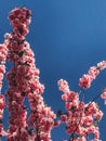 Beautiful pink sakura flowers on branches in blue sky, copy space. Cherry tree blossoms on sky in sunny garden. Hello spring. Royalty Free Stock Photo