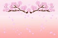 Full bloom cherry blossoms and blowing/flying petals on gradient old-rose colored background. Vector illustration.