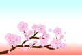 Beautiful pink Sakura flowers on brown branches with copy-space on top. Vector illustration.