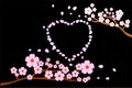 Love romance concept. Full bloom cherry blossoms and blowing/flying petals in heart shape; black background.