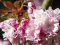 Sakura flowers