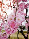 Beautiful Pink Sakura full blooming at the season, Osaka, Japan