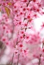 Beautiful pink sakura in winter season.