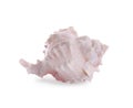 Beautiful pink sea shell isolated Royalty Free Stock Photo