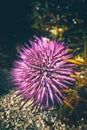 a beautiful pink sea urchin lies in the shallow water Royalty Free Stock Photo