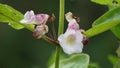 The beautiful pink sesame seed flower on the tree